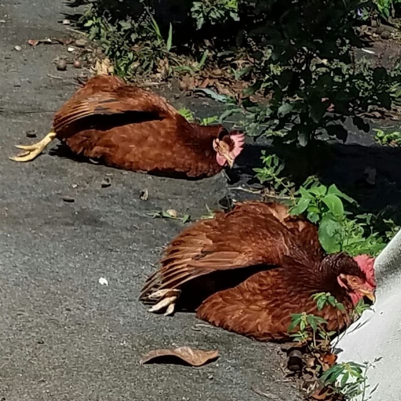 Two hens resting in the shade of the greenery