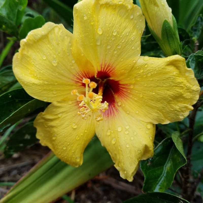A dew-covered yellow hibiscus in full bloom