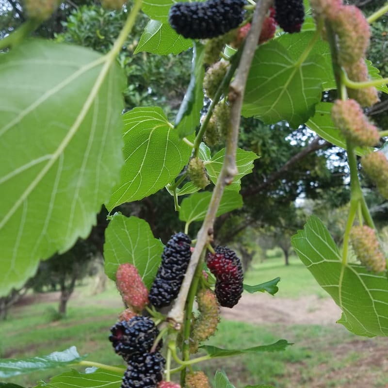Ripe mulberries on the branch