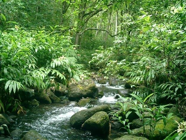 A forest stream running over mossy stones