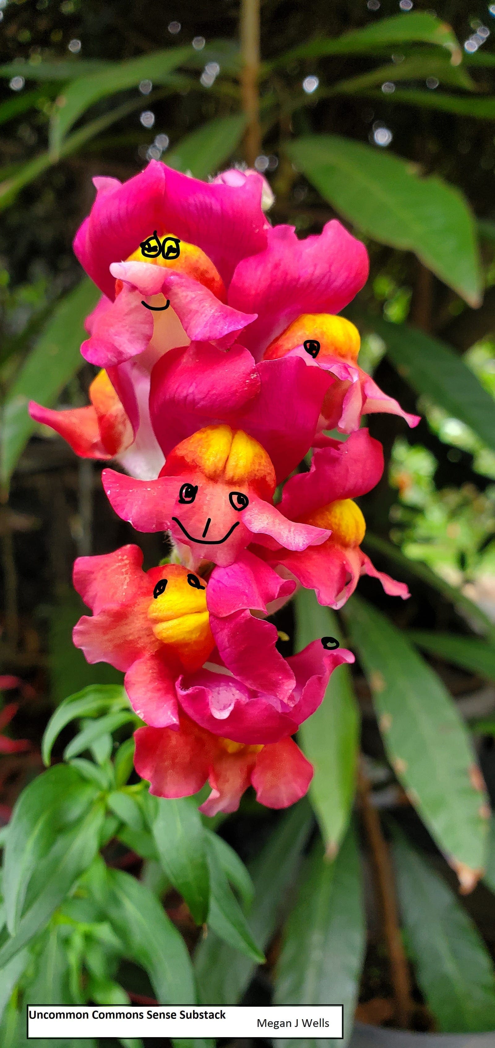 Talking Flowers